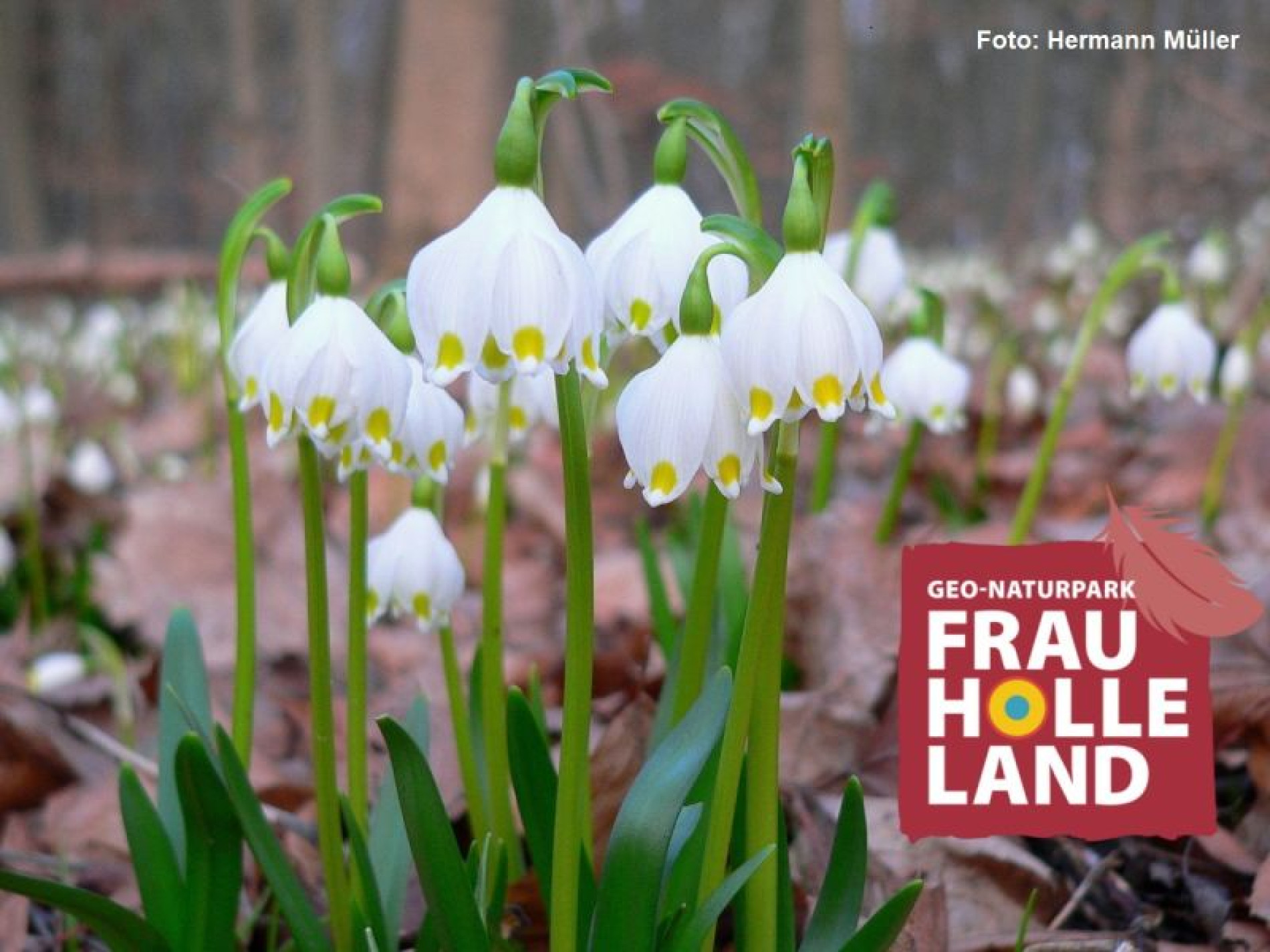 Märzenbecher-Meer, alte Kaiserburg und der Himmel voller Würste