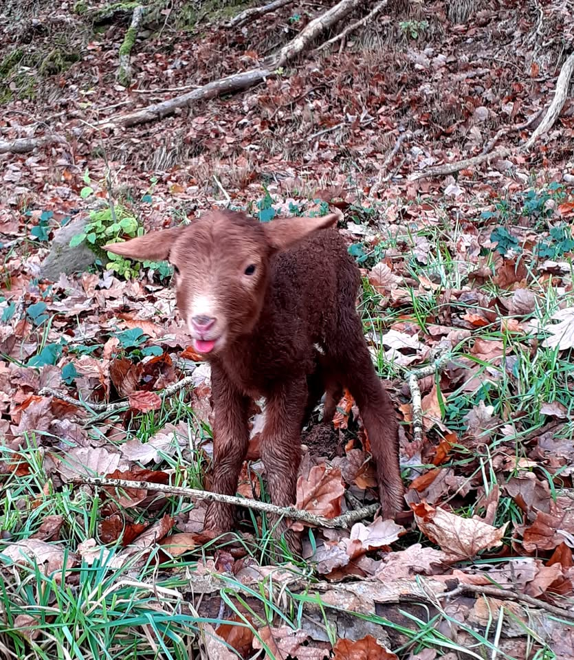 Tag des offenen Stalls