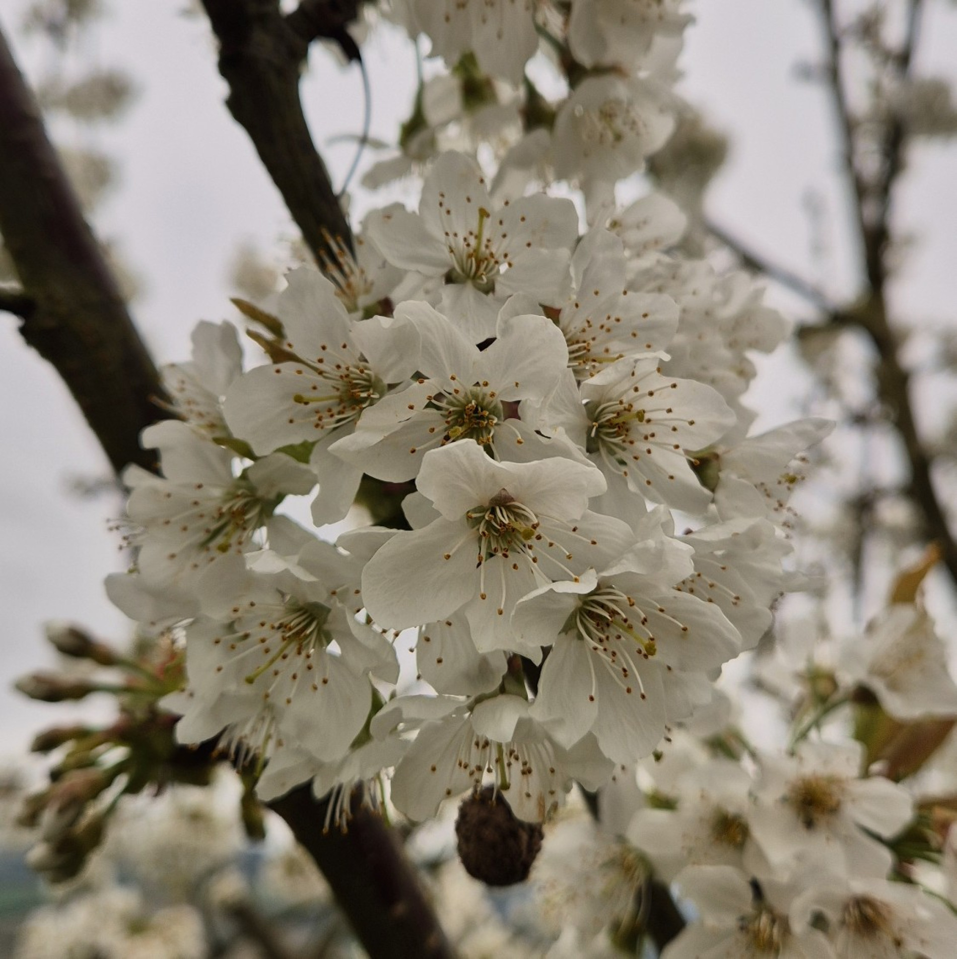 Wanderung durch die Kirschblüte in Witzenhausen