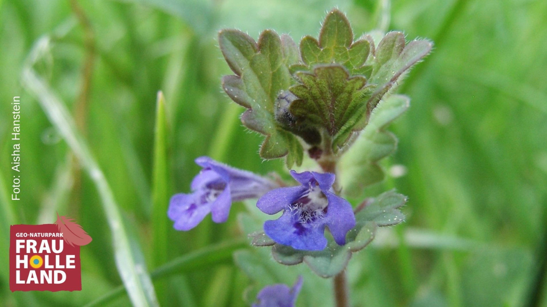 Frühlingskräuter und essbare Wildpflanzen