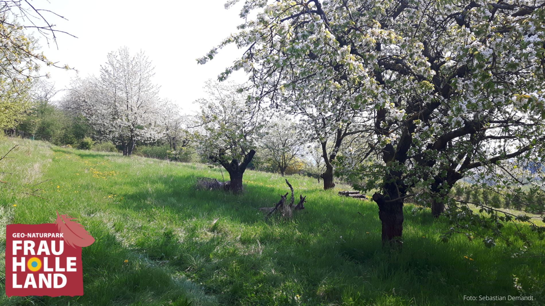 Die Streuobstwiese im Frühling