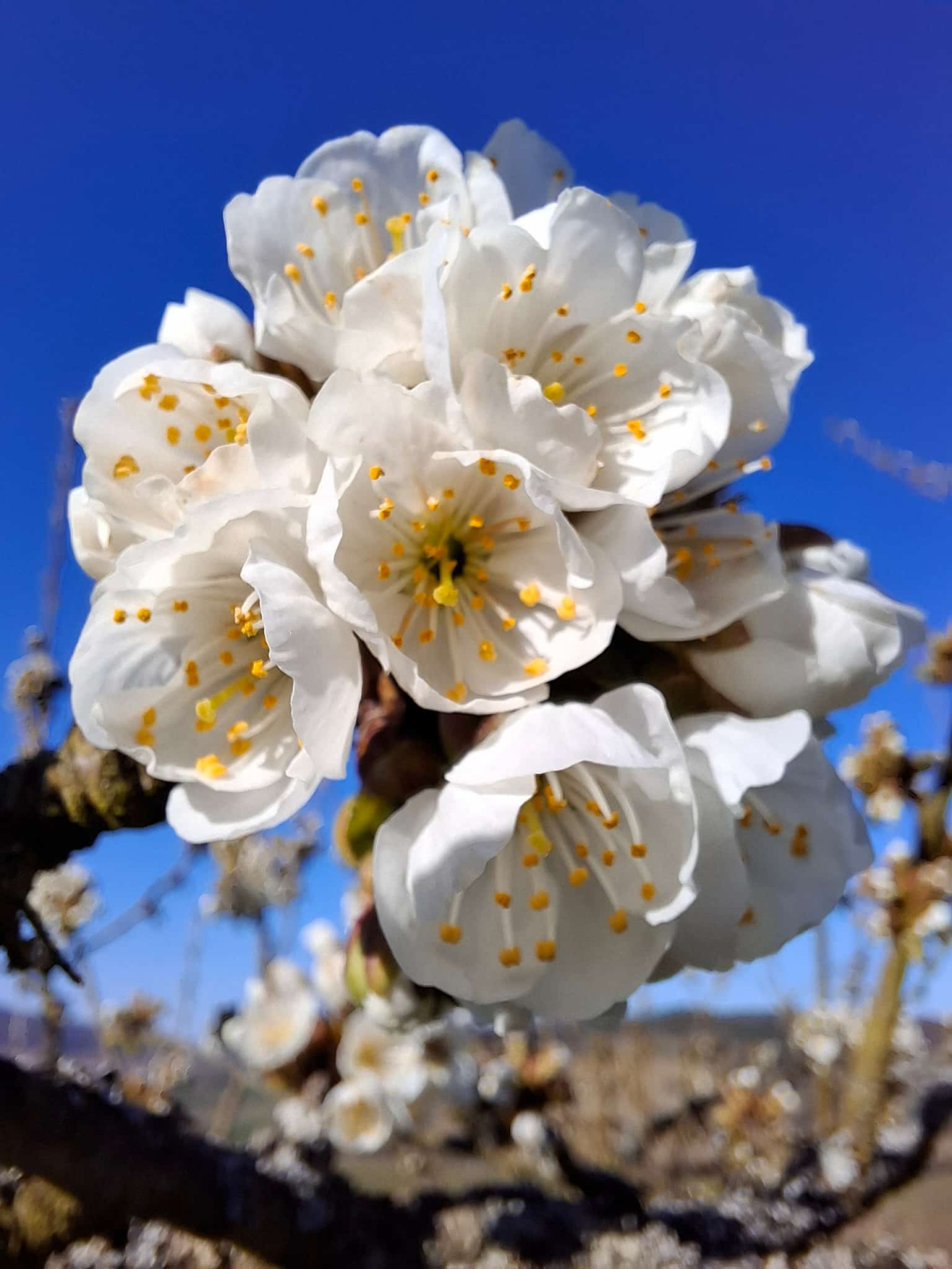 Schnapstour durch die Kirschblüte