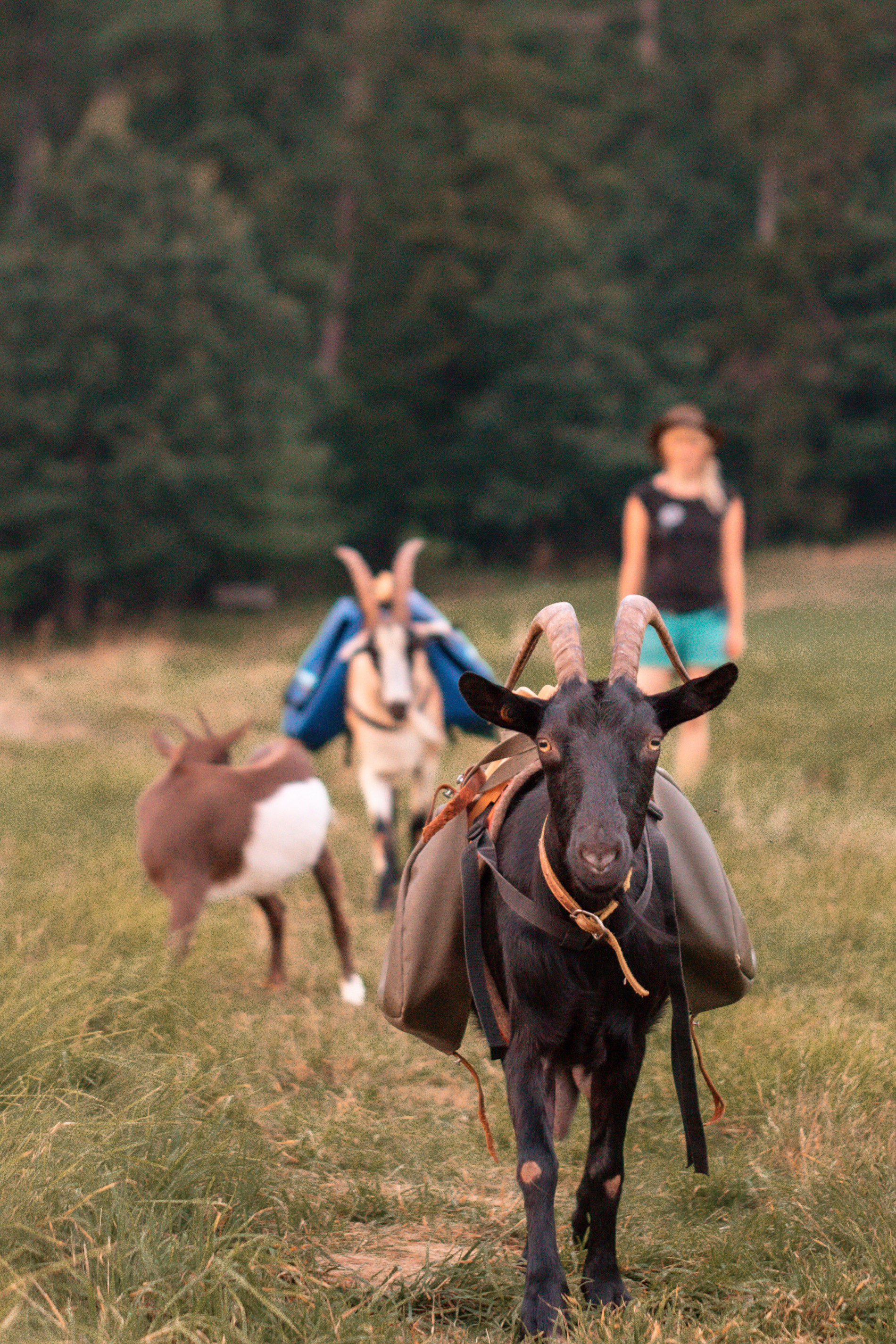 Ziegentrekking - Tagestour zum Schloss Berlepsch