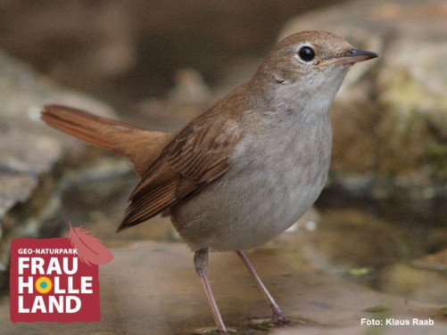 Nachtigall-Wanderung